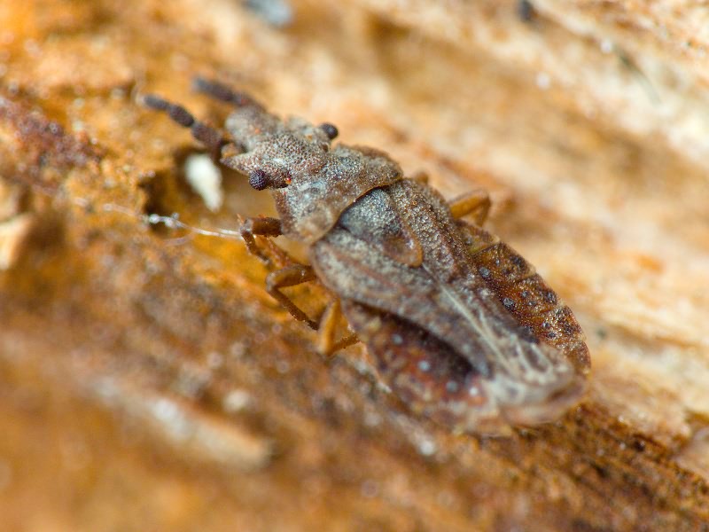 Aradus cinnamomeus Panzer, 1806